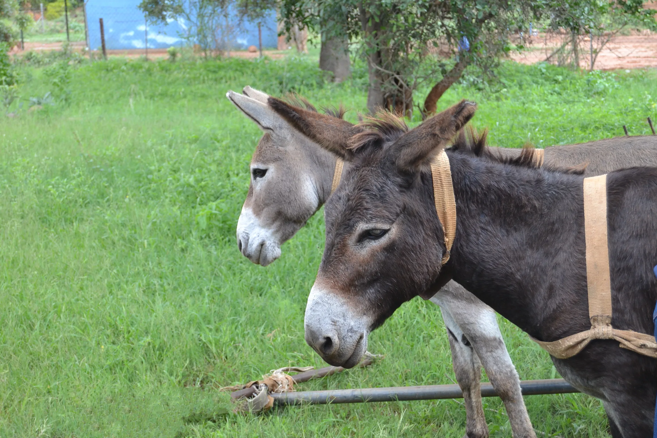 Two working donkeys in South Africa