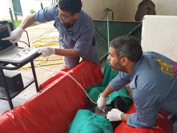 Two SPANA vets operating on a mule