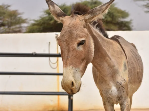 Brown donkey outside in a paddock