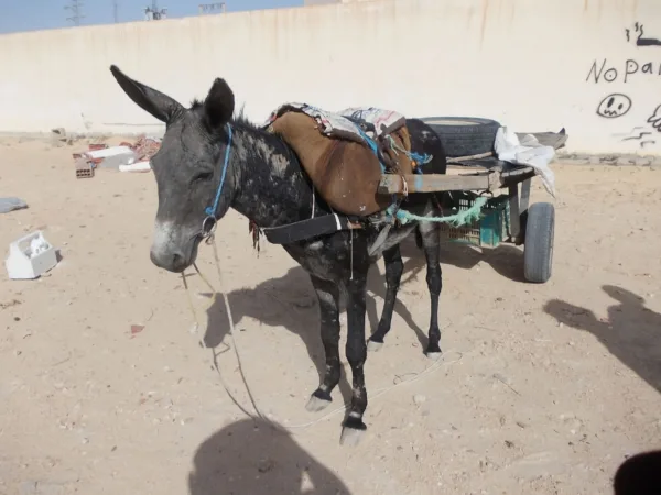 A working donkey pulls a cart. The donkey looks sad and is suffering from parasites.