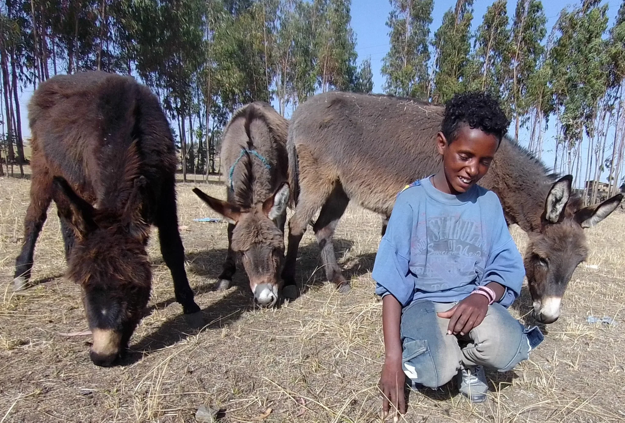 Three working donkeys two grey, one brown eating hay from the floor with a smiling boy infront.