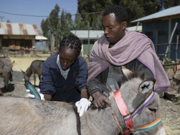 SPANA Vet helping a grey donkey with sores from an incorrect harness
