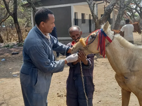 Two men in blue SPANA vet overalls holding a horses mouth