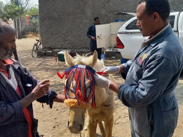 SPANA vet showing a horses owner how to apply a blue and red fly fringe to protect his eyes.