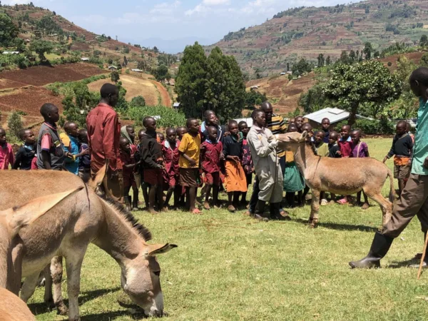 Two donkeys in a field with children watching one man look at the donkey's nose.