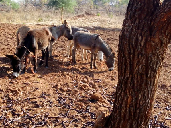 Four donkeys standing in a very muddy field