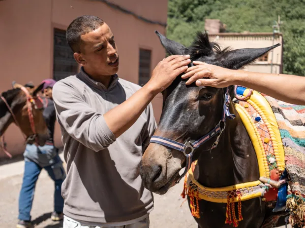 Two hands holding the head of a donkey wearing a colourful harness