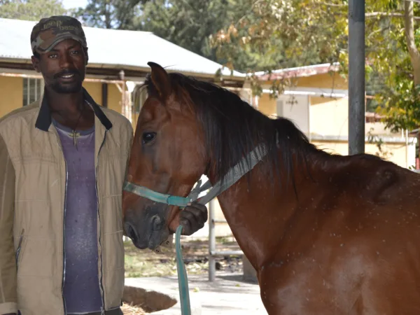 head of a brown horse wearing a green harness with a smiling man holding the harness