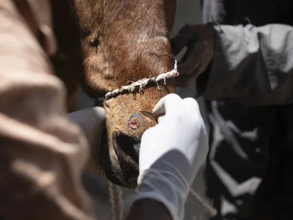 A hand wearing a white glove holding a sharp razor to a horses nose where they have an infected skin disease.