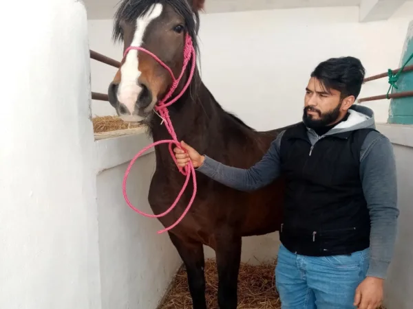 A horse in a stall being held by a man holding its red reins.