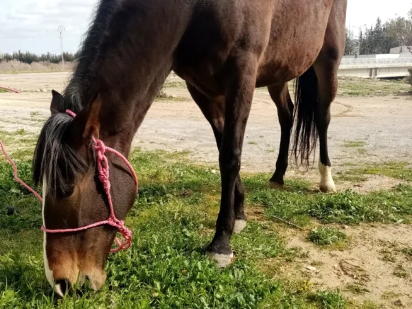 a brown horse grazing in a field