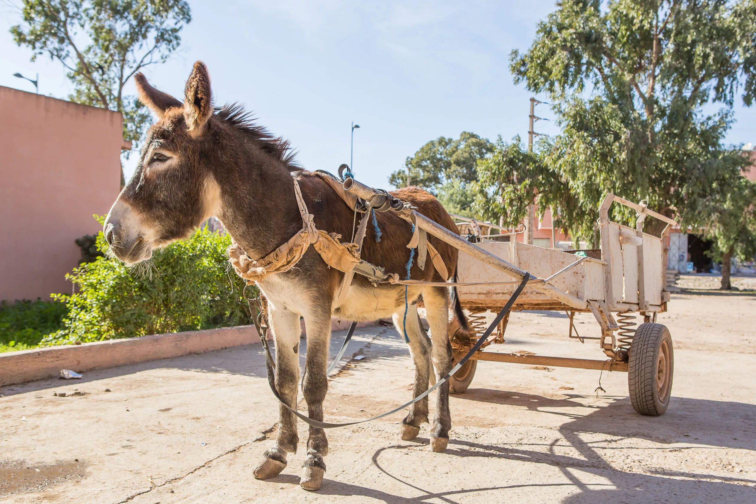 A brown donkey harnessed up and pulling an empty trailer on a road