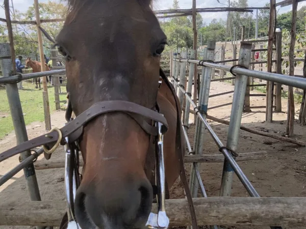 The head of a brown horse with a metal bar in his mouth.