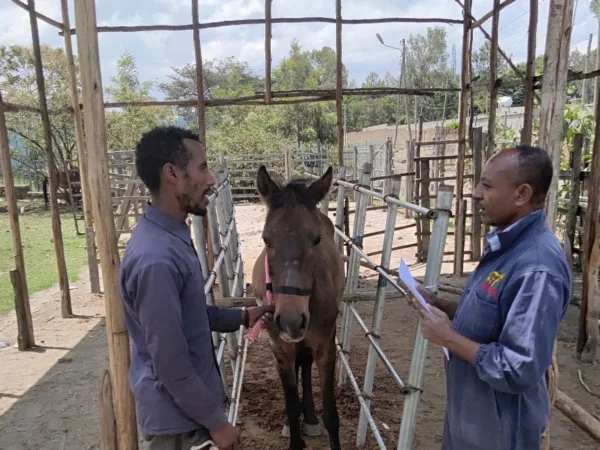 Two men, one a SPANA vet with a brown small horse. The horse is being held by one of the men while the men talk to each other.