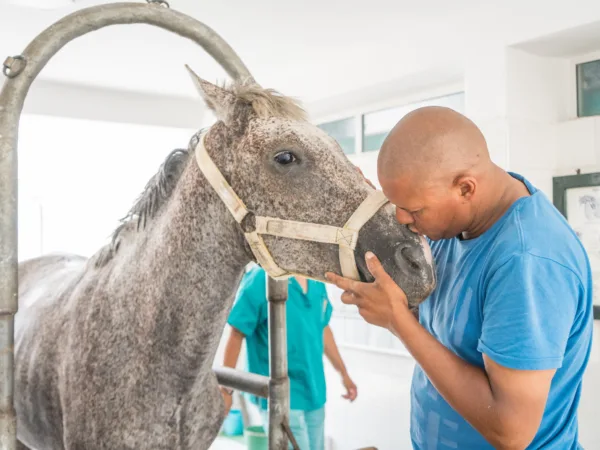 Zoro a grey horse receiving a kiss on the nose by a vet