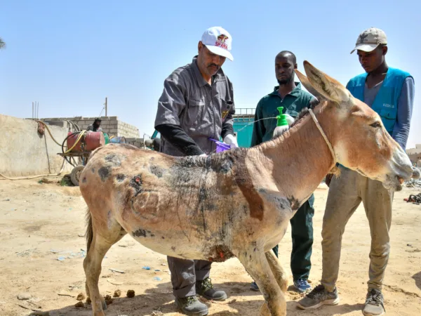 A donkey in Ethiopia with a visible harness wound on its chest.