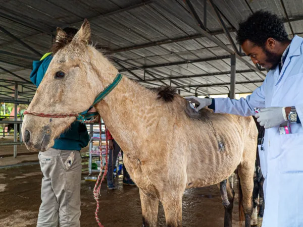 A working equine animal receives treatment at the SPANA centre in Ethiopia for harness wounds.