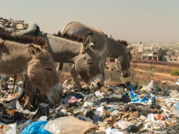 Three donkeys rummaging through plastic at a rubbish dump.