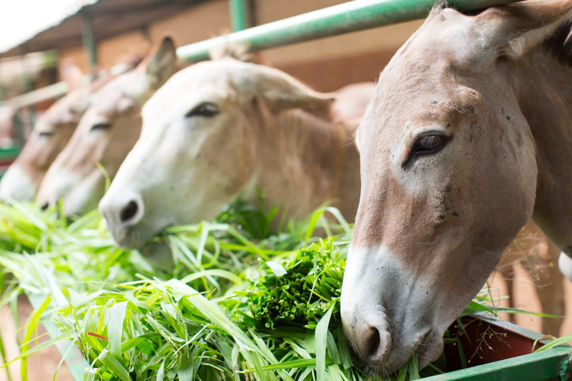 Four donkeys eating greens.