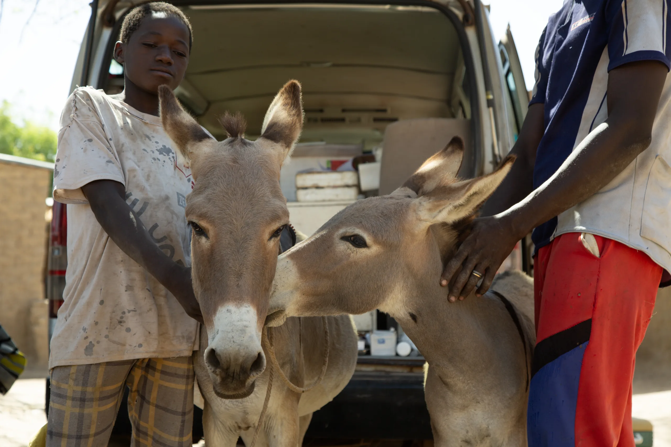 Moum the donkey gets a Working Animals International check-up