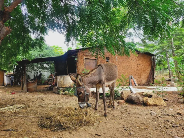 working donkey in Guatemala stands on dusty ground with green trees in the background