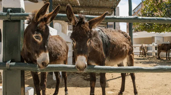 Two donkeys looking through a fence