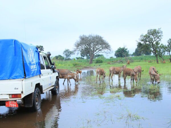 donkeys stand in floodwater