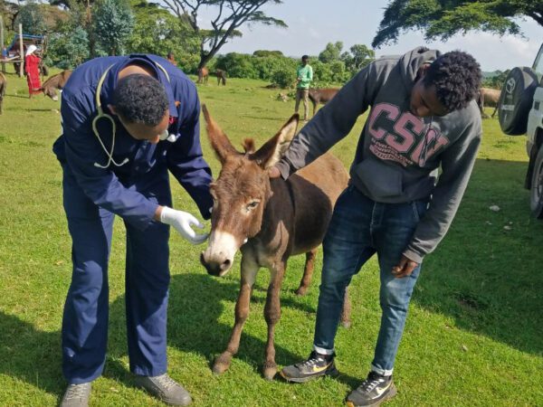 A donkey suffering from tetanus is examined by a vet in Ethiopia