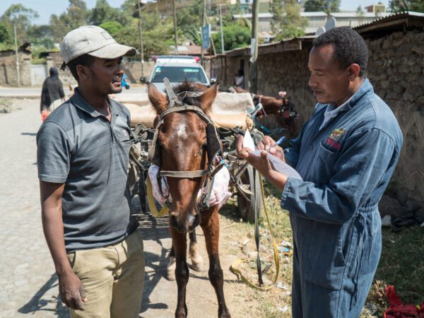 A vet in Ethiopia shows an owner how to prevent his horse from suffering from harness wounds
