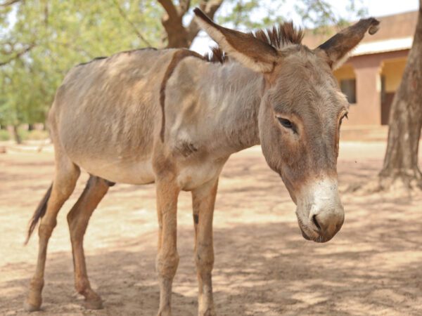 A working donkey from Mali waits for treatment at a SPANA mobile clinic