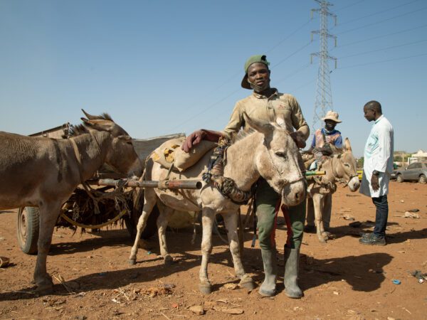 A working donkey waits with his owner at a SPANA mobile veterinary clinic in Mali
