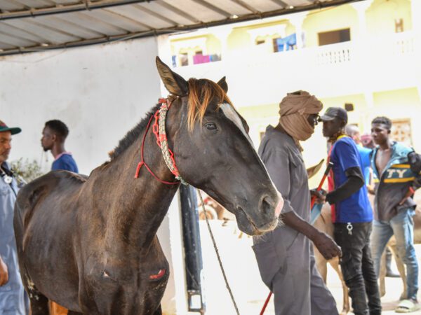 A working horse waits at a SPANA veterinary centre in Mauritania