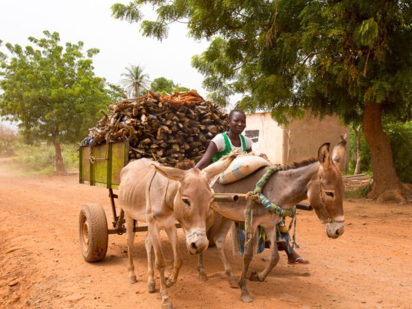 Homemade harnesses can be agony for working animals