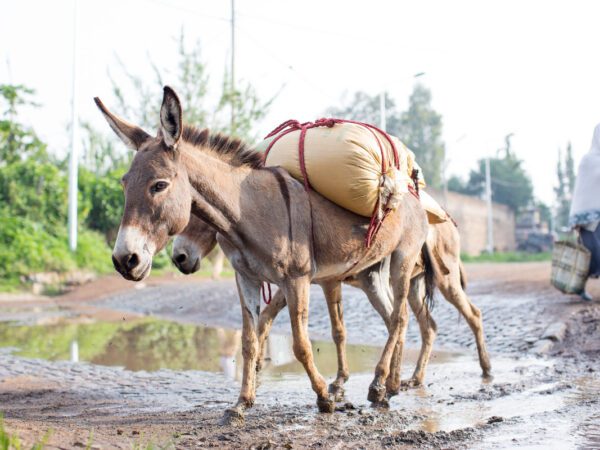donkeys work in a rubbish dump