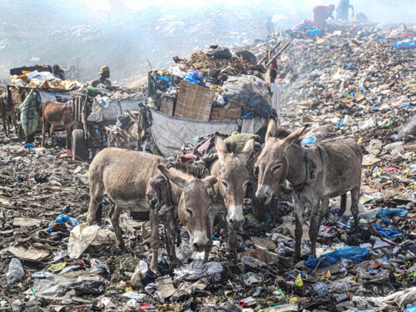 a photo of three working donkeys standing in the centre of one of Bamako's rubbish dumps. The donkeys are standing in a mountain of rubbish, and behind them there is rubbish for miles.