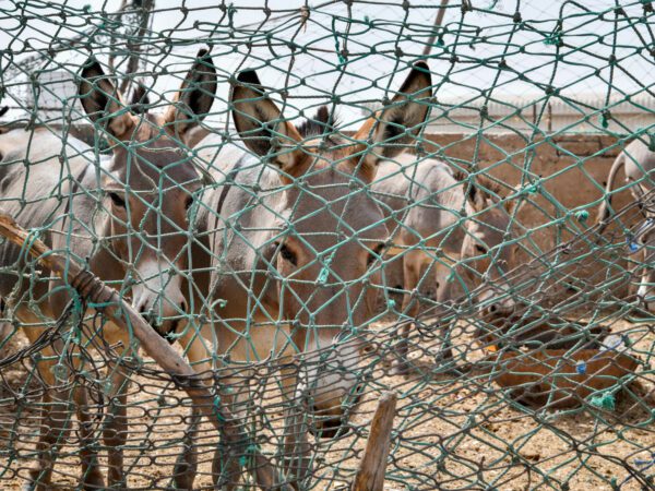 several donkeys stand behind a wire fence
