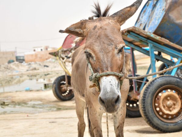 a donkey looks to camera with carts and dry terrain in the background