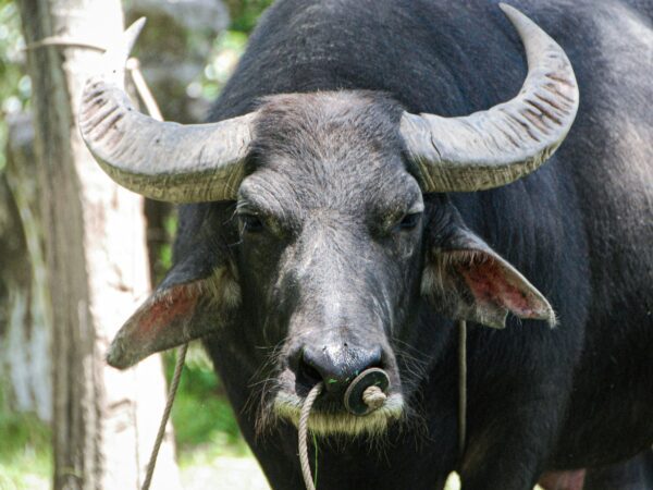 A water buffalo looking into the camera