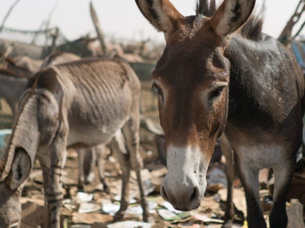 a donkey stands facing the camera with ears up and a solemn expression. In the background you can see another donkey grazing among rubbish.
