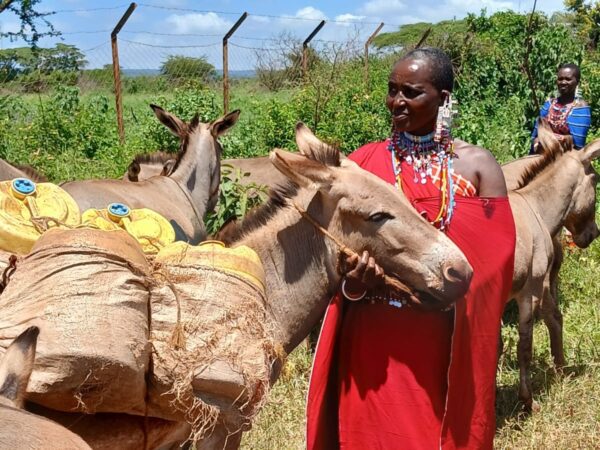 A working donkey in Kenya visits a mobile veterinary clinic