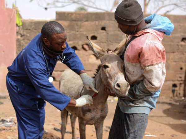 A SPANA vet in blue overalls gives an injection to a donkey, who is being held by its owner