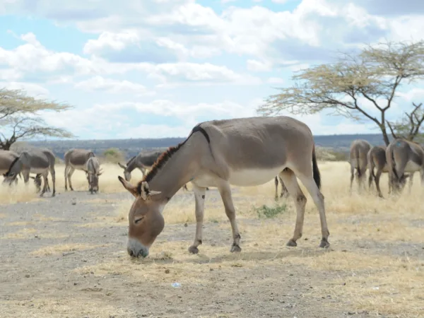 in the foreground a donkey grazes on the ground which is dusty and covered in dead grass. In the background other donkeys are grazing. There is blue sky and clouds.