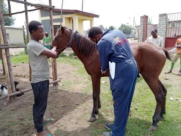 A Vet examines a horse