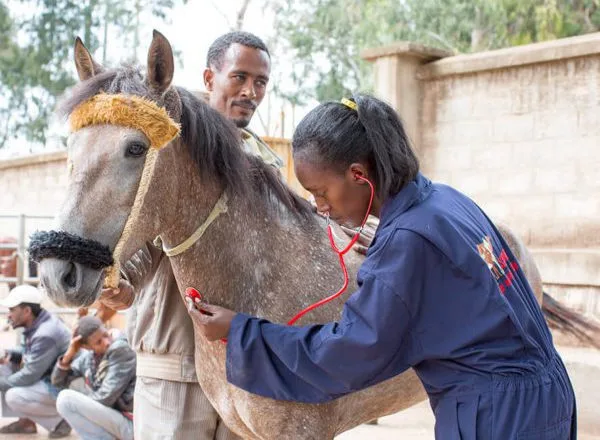 A vet using a stethoscope on a grey horse.