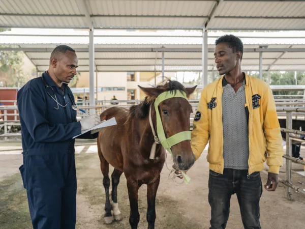Brown horse being examined