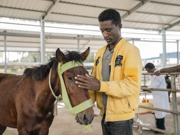 Owner caring for his brown horse in Ethiopia