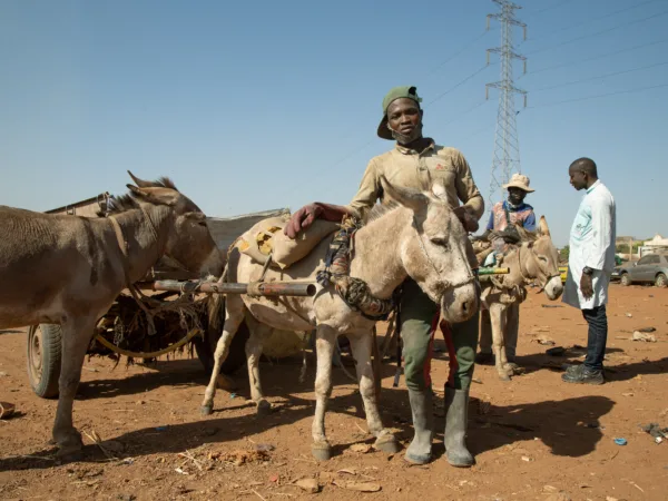 Belima the donkey stands with a cart attached to his back. To his right is his owner. In the background is the rubbish dump they work at together