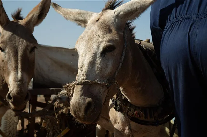 Belima the donkey stands close to the camera, with a rope nose collar around his face. To his left another donkey stands looking at the camera, and to his right is the back of a vet wearing blue overalls.