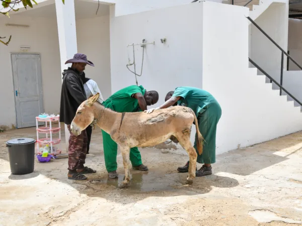 Donkey being treated for harness wounds in the Nouakchott centre.