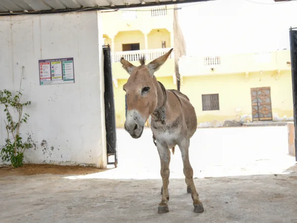 Donkey standing in front of SPANA Nouakchott.